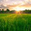 Uma imagem serena de raios de sol filtrando por entre árvores altas em uma floresta, simbolizando a luz da verdade e o poder da intercessão que penetra as dificuldades.