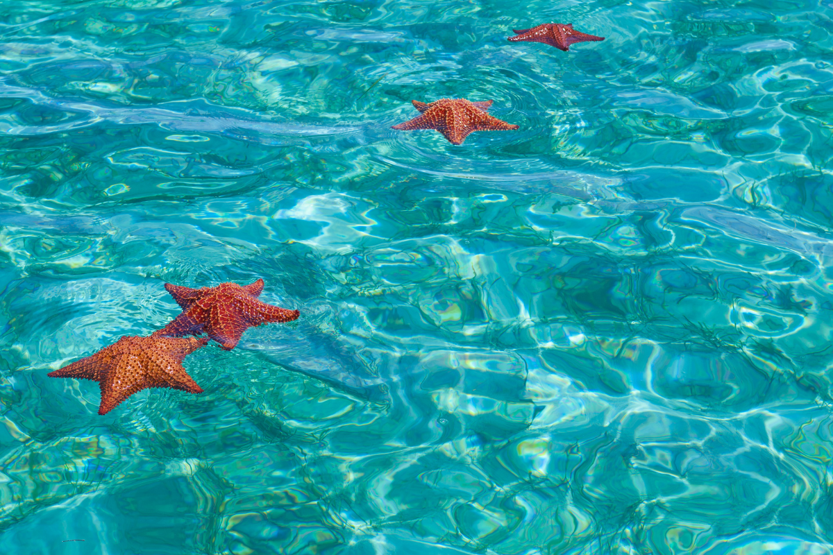 Uma imagem que sugere a importância da pureza de coração para a maneira como se percebe o mundo.