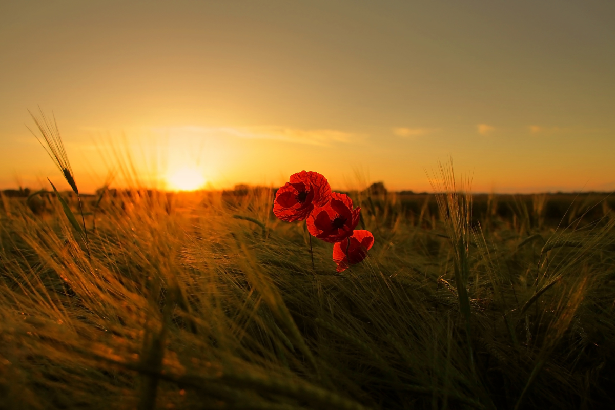Uma representação do equilíbrio entre a sabedoria e a pureza necessárias para navegar no mundo.