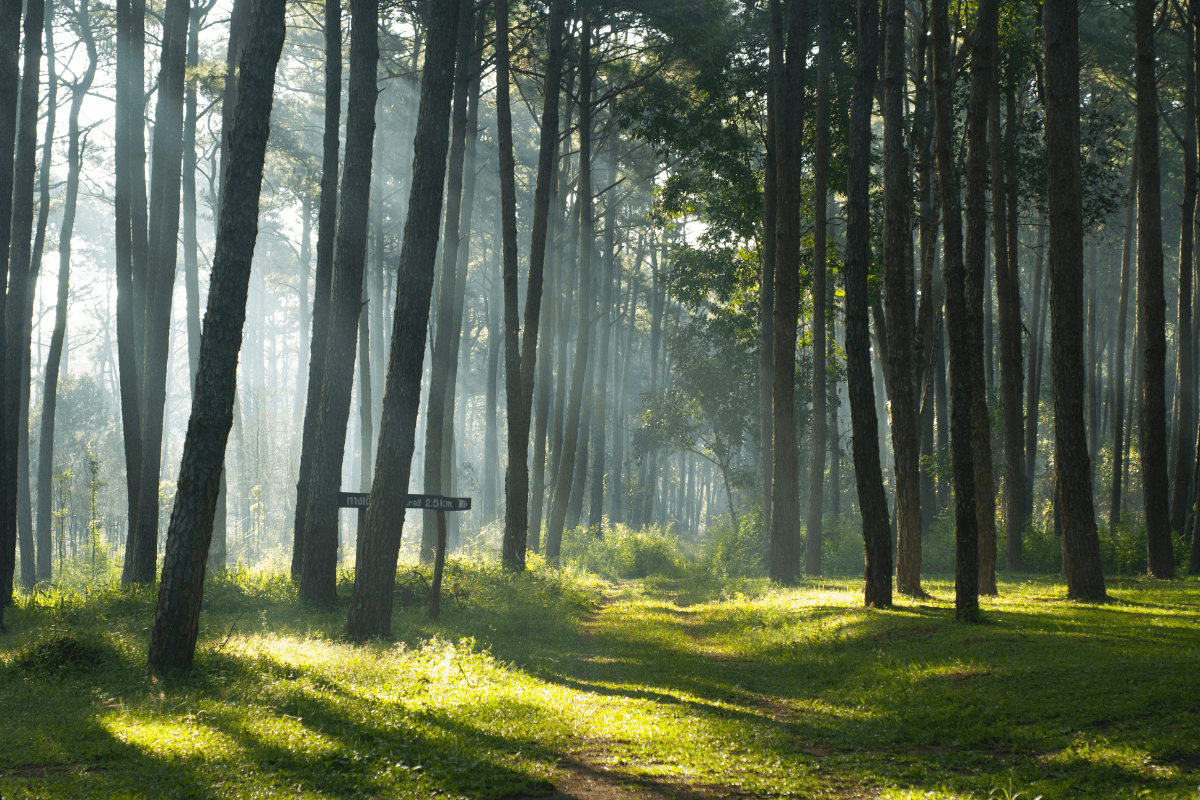 Chuva refrescante caindo sobre folhas verdes em uma floresta, simbolizando purificação e renovação.